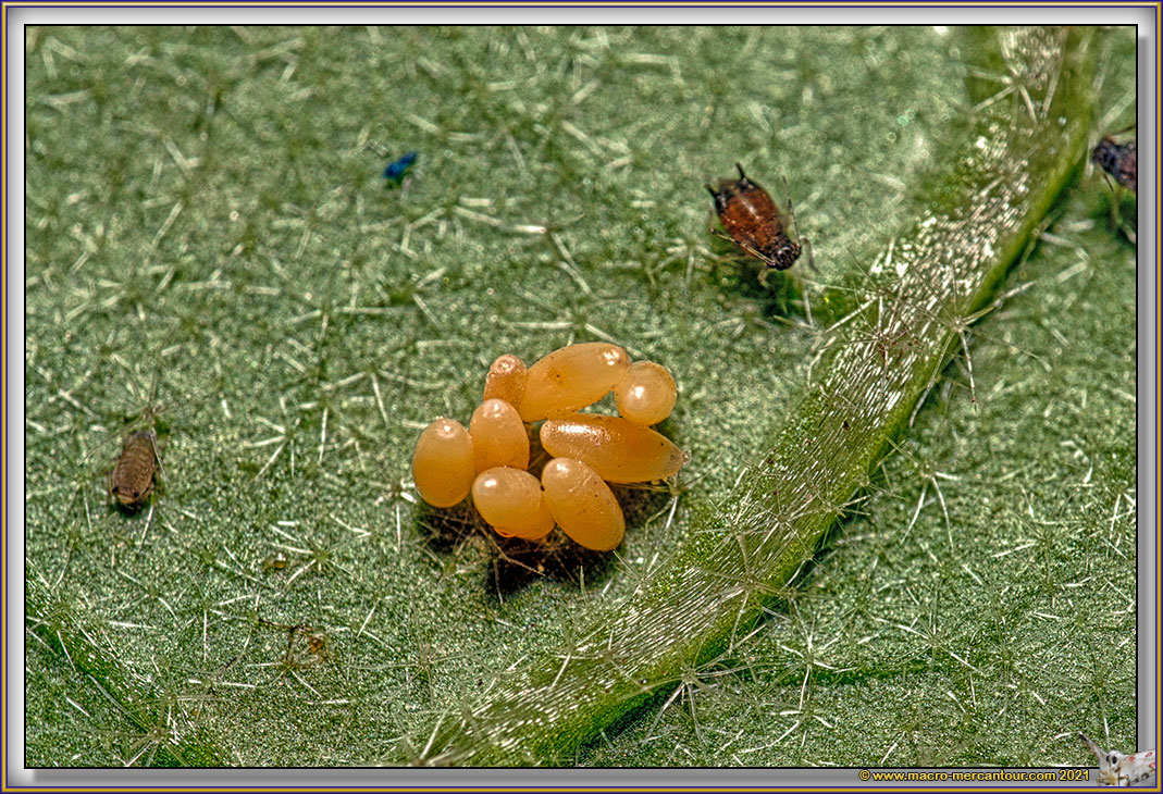 Oeufs d'Insectes